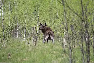 Лосьзаказник "Клязьминско-Лухский"