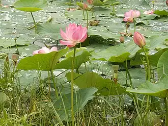 Лотосы на озере Кривое возле Хинганского заповедника