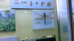 Модель меганевры