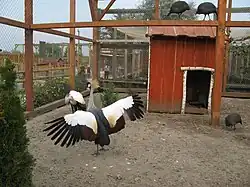 Восточный венценосный журавль