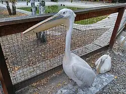 Розовый пеликан