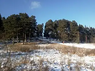 Сосновый лес в заповеднике «Мозжинский овраг»