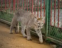 Молодая пума (Экзотик-парк, Подмосковье)