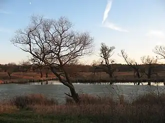 Старица реки Донец в Мохначанском лугу