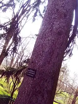 Ель, которую посадил Н. И. Пирогов