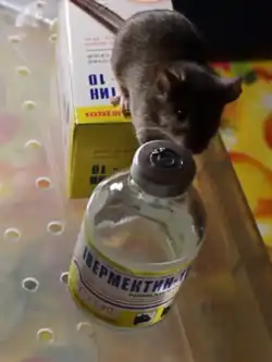 Домовая мышь и препарат Ивермектин для борьбы с клещами Myocoptes musculinus