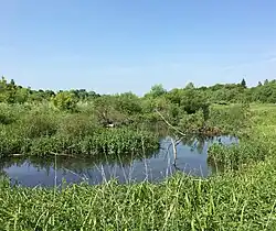 Общерица в селе Соломино