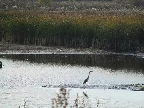Фауна реки Ик