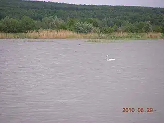 Одинокий лебедь в Старомайнском заливе.