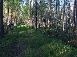 Дорога к остановочному пункту.