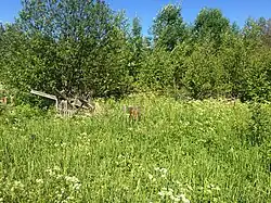 Урочище возле бывшего разъезда.