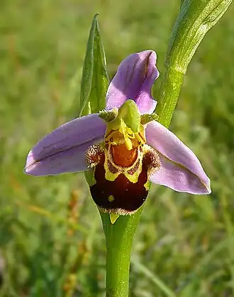 Офрис пчелоносная