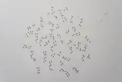 Павел Отдельнов. «Кариотип». 2021