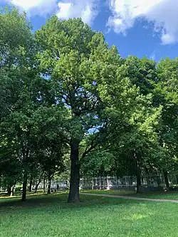 Дубы в парке