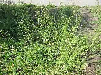 Общий вид растения