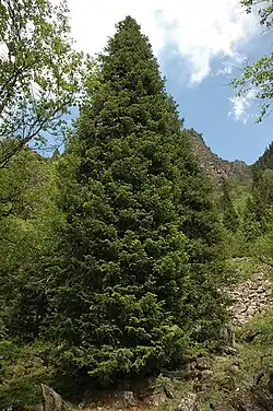 Пихта Семенова (Abies Semenovii Fedtsch.)