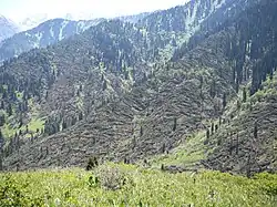 Поваленные деревья в окрестностях Медео. Последствия ураганов в мае 2011-го.