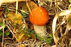 Подосиновик красный (Leccinum aurantiacum)