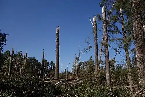 Последствия бури 2017&nbsp;г.