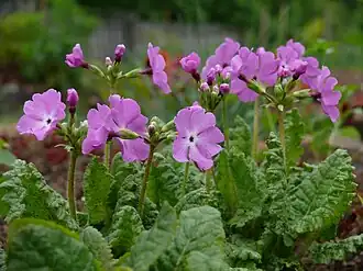 Первоцвет Зибольда (Primula sieboldii)