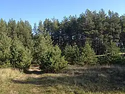 Природа в Артюховке