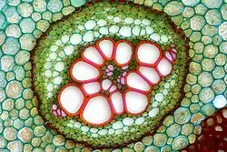 Амфикрибральный проводящий пучок (флоэма) корневища