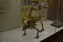 Скелет протоцератопса