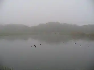 Парк в туманную погоду