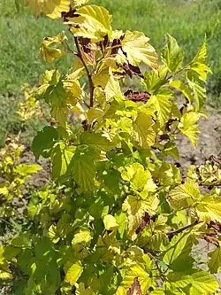 Physocarpus opulifolius Angel Gold