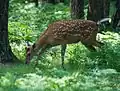 Пятнистый олень в Приокско-террасном заповеднике