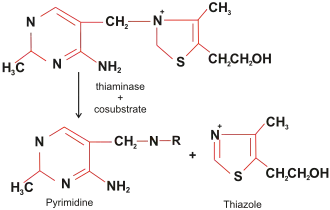 Расщепление тиамина под влиянием тиаминазы и косубстрата
