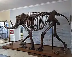 Скелет мамонта