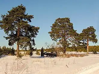 Реликтовая аллея сосны обыкновенной.