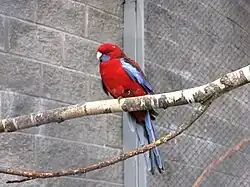 Красная розелла (Platycercus elegans)