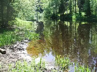 Левый приток Рощинка