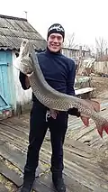 Рыбак с амурской щукой весом 15 кг.
