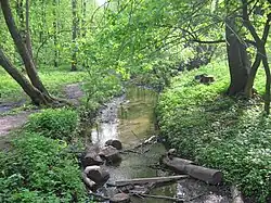 Ореховатка в Голосеевском лесу в мае 2011 года