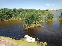 Река в Новосёлковском заказнике