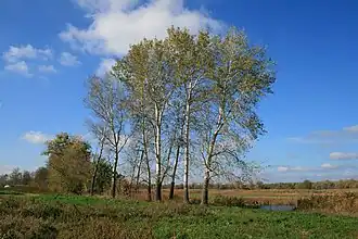 лесной массив в пойме реки Псёл