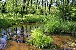 Река Дубовец у села Царевка