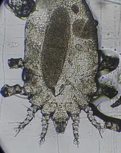 Самка&nbsp;— видны присоски и когти на лапах, а также митоз яйца в стадии - телофазы