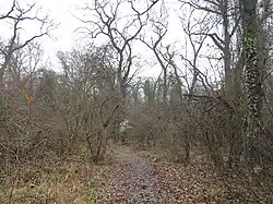 Самурский лес у с. Самур