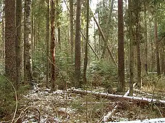 Смешанный лес с подростом ели в верховьях реки