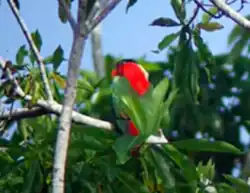 взрослая особь Папуа-новая гвинея