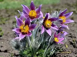 Со́н-трава́ раскрытая