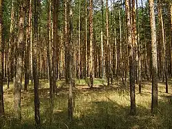 Сосновый бор