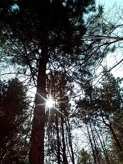 Сосны в Непейцевском дендропарке.