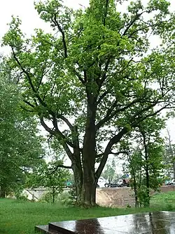 Один из старинных дубов, которые сажали в честь рождения детей