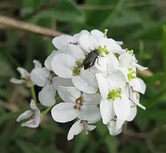 Соцветие стевении левкойной, Заповедник Столбы, Красноярский край