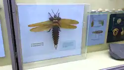 Модель стенодиктии